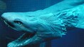 Meet the oldest deep-sea shark roaming Earth’s oceans since dinosaur times