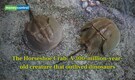 Meet Horseshoe Crab: A 300-Million-Year-Old creature that outlived dinosaurs