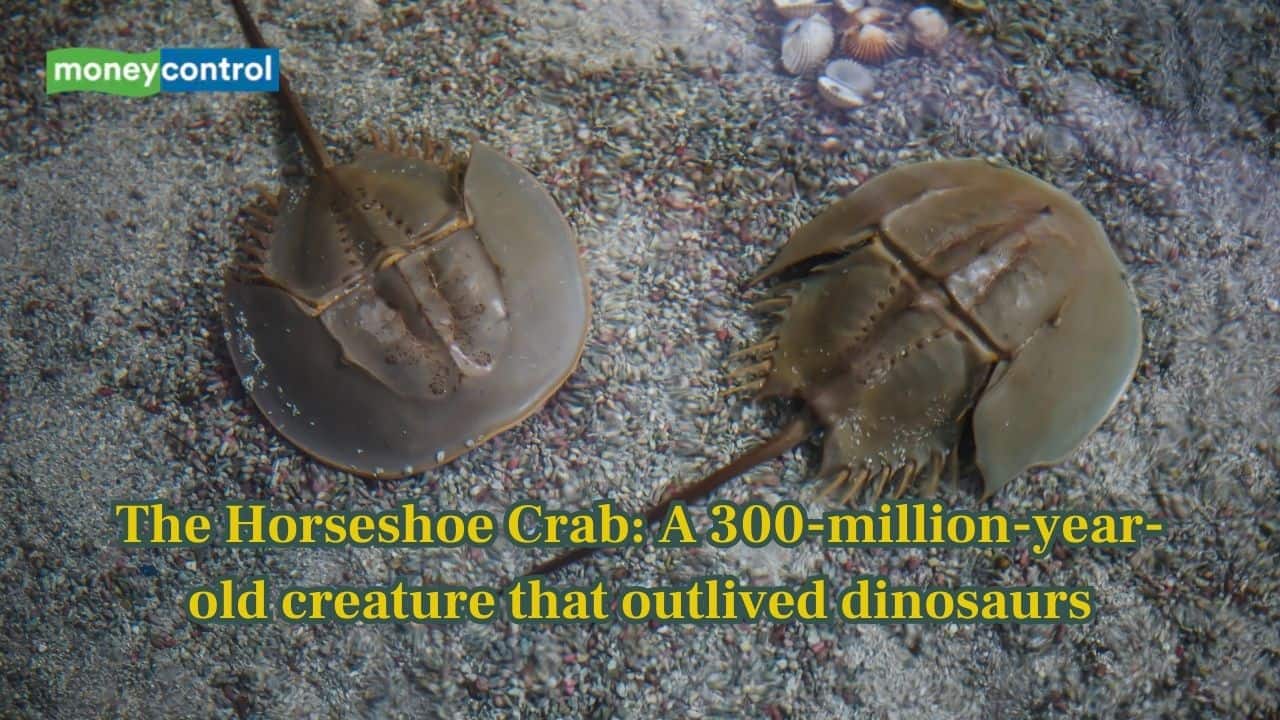 Meet Horseshoe Crab: A 300-Million-Year-Old creature that outlived dinosaurs