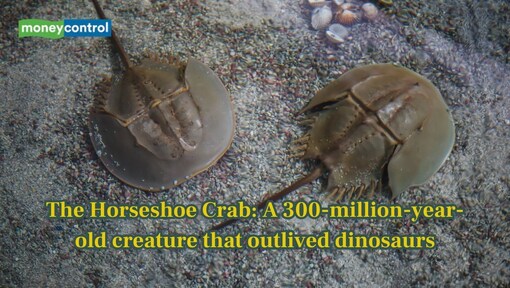 Meet Horseshoe Crab: A 300-Million-Year-Old creature that outlived dinosaurs