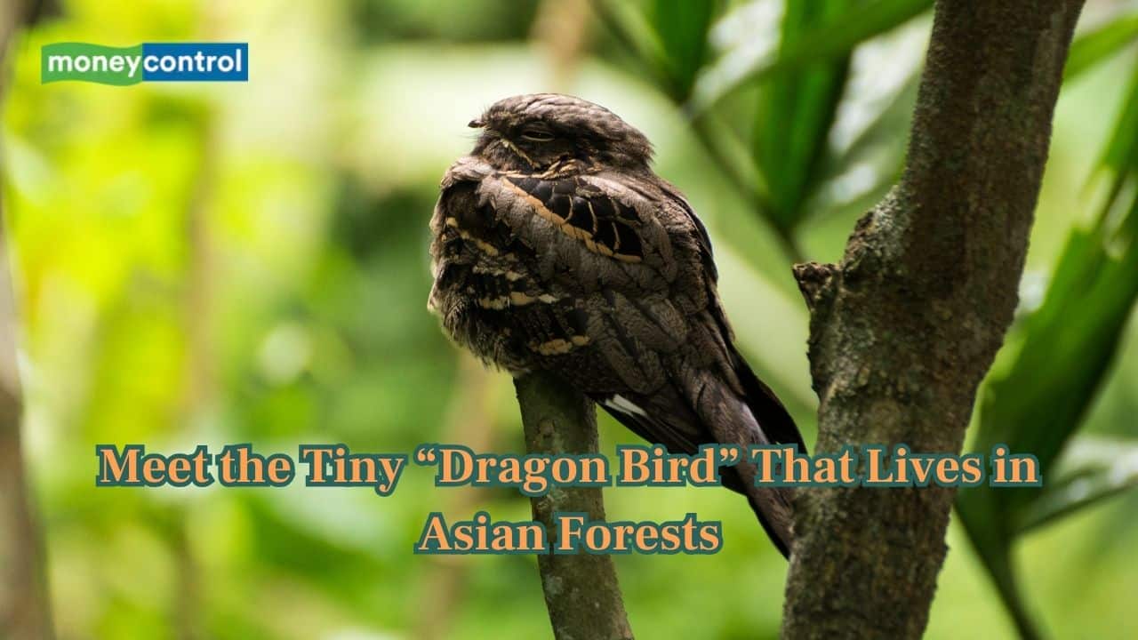 Tiny and nocturnal, this Great Eared Nightjar is mystery itself!