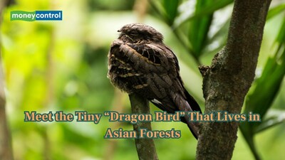 The great eared nightjar is found across Asia that looks like a tiny dragon. (Image: Canva)