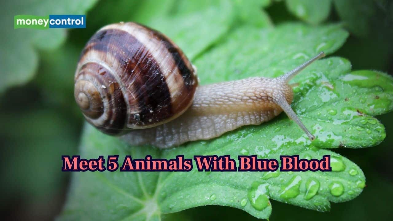 From backyard to deep sea: These 5 animals contain "blue blood" to survive