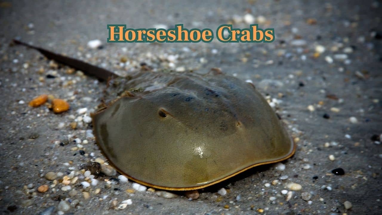 Horseshoe Crabs (Image: Canva)