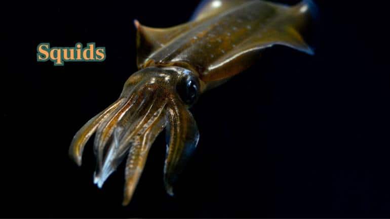 Squids (Image: Canva)