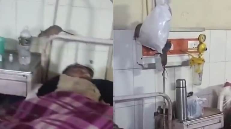 Viral video shows rats running around in UP medical college ward ...