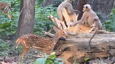 A viral video shows cheetals and langurs cooperating in Indian forest. (Image: X/@skumarias02)
