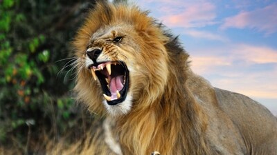 Lion Vs Wild (Image: Canva)