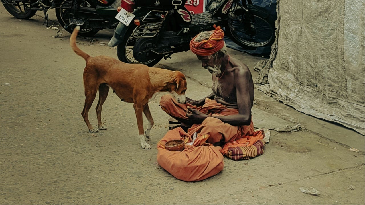 In his video, Shantanu Naidu pointed out that Indians have been living with dogs as community animals for years. The problem with their population arose only after the authorities failed to implement the ABC programme. (Image credit: Unsplash)