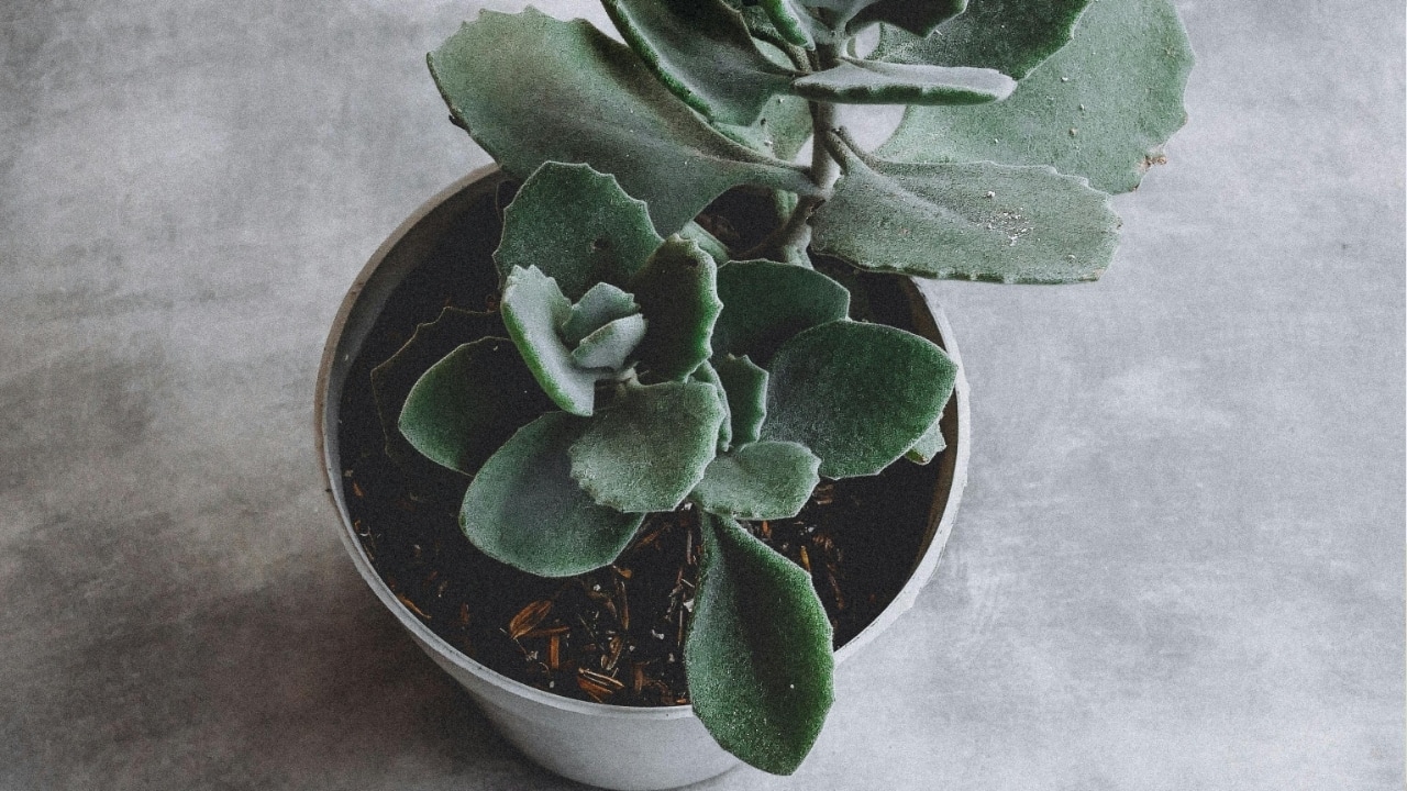 5 tips to keep succulents healthy and happy
