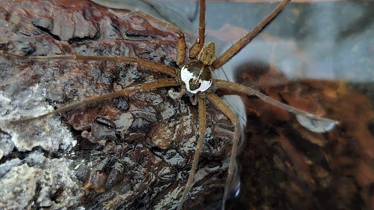 A rare "fishing spider" discovered in Kerala streams, showing ecosystem's vital role