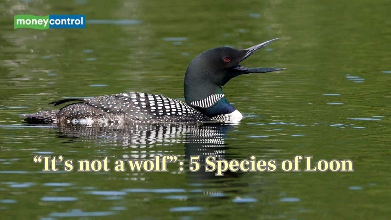 "It's a Canadian Wolf Bird": Did you know there are 5 species of loons?