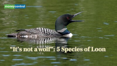 5 species of loon you must know (Image: Canva)