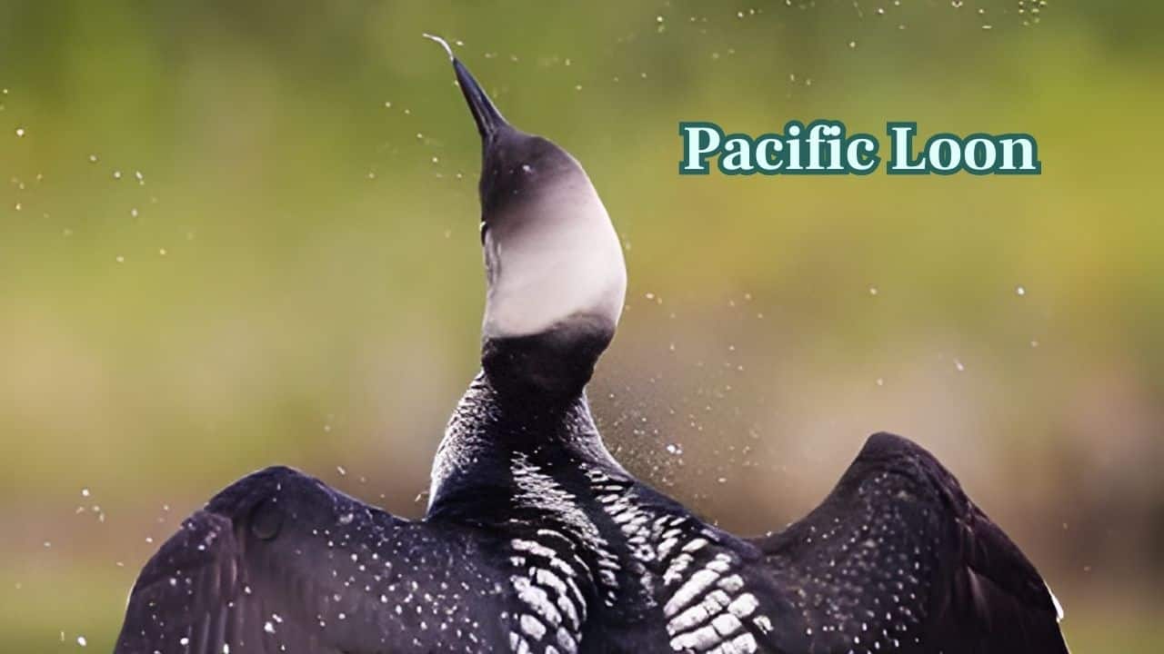 Pacific Loon (Image: Canva)