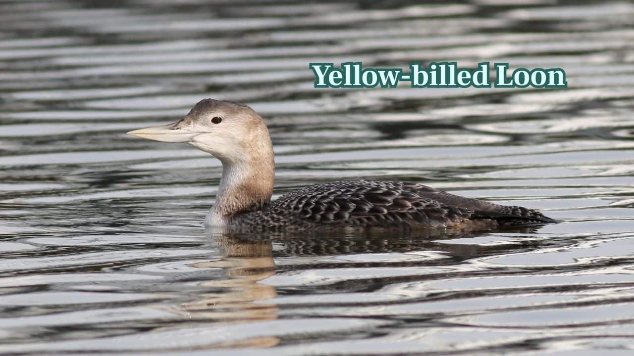 Yellow Billed Loon (Image: Canva)