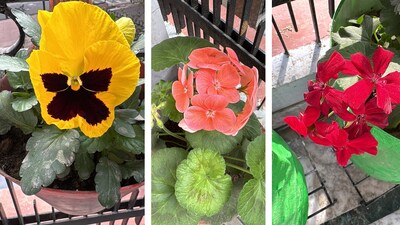 Gardening tips to grow petunias in the balcony: Petunias are heavy feeders. Because nutrients wash out of potting soil quickly, regular fertilising keeps blooms lush and colourful (Images: Namita S Kalla)