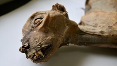 This undated photograph, provided by Communications Earth and Environment, shows a cheetah preserved through natural mummification. (Image: Ahmed Boug/Communications Earth and Environment via AP)
