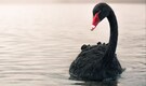 Meet the Black Swan: The most beautiful and elegant black bird in the World