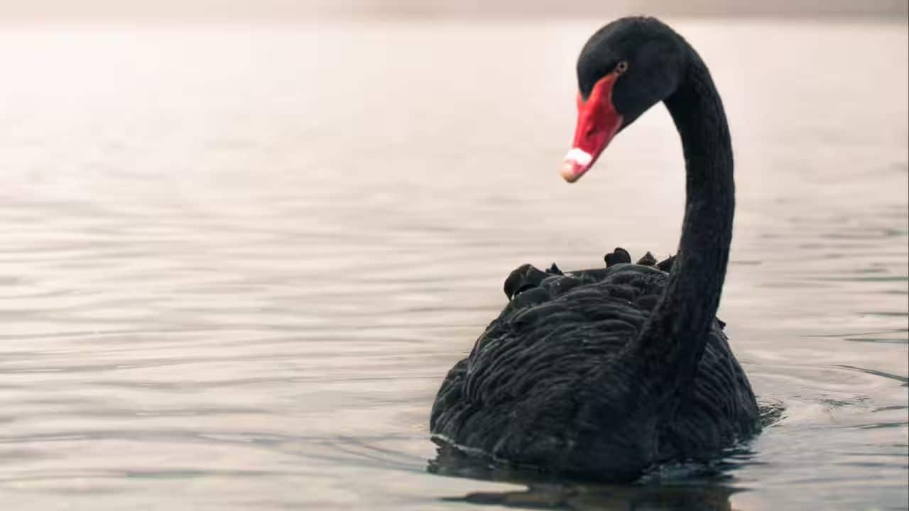 Meet the Black Swan: The most beautiful and elegant black bird in the World