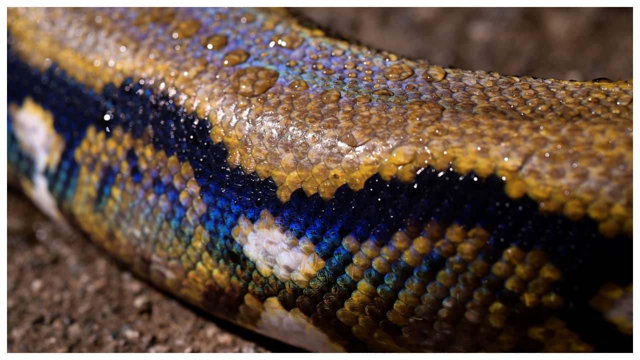 Brisbane woman wakes to find a 2.5-metre python resting on her chest