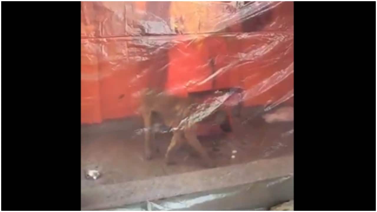 Dog seen circling Hanuman idol in Bijnor for 36 hours, video goes viral. Grok shares medical explanation