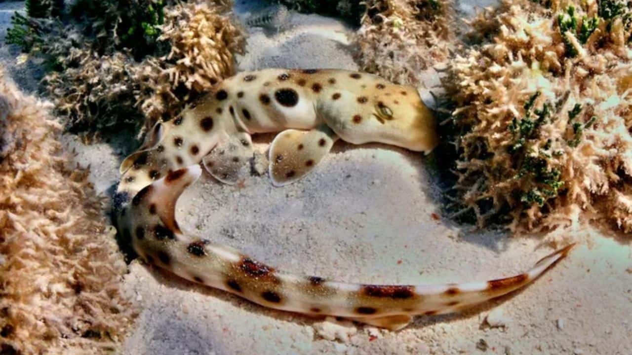 Walking shark spotted in Australia that reproduces under stress, surprising scientists