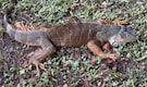 Iguana got paralysed after cold temperature hits Miami, video goes viral