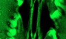 Scientists capture plant “breathing” in real time for first time