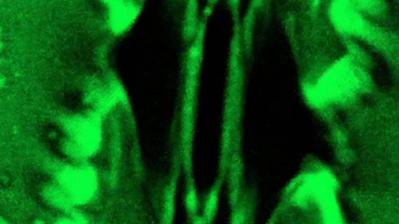 Scientists capture plant “breathing” in real time for first time
