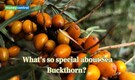 What is so special about "Sea buckthorn" that everyone keeps talking about?