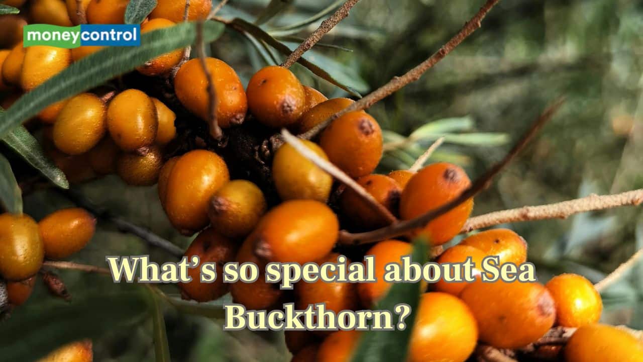 What is so special about "Sea buckthorn" that everyone keeps talking about?