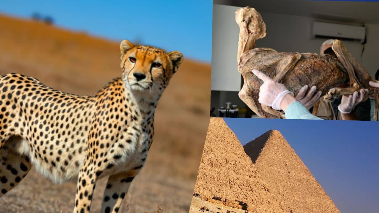 4,000-Year-Old Cheetah mummies found in desert caves of Saudi Arabia