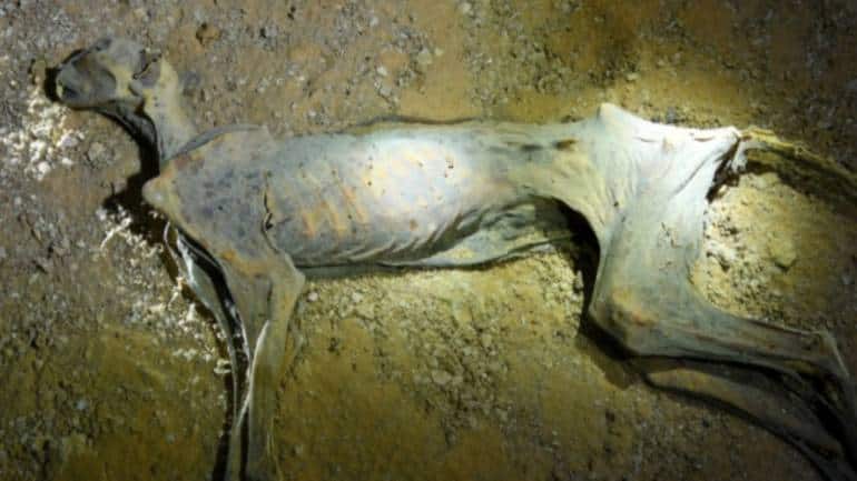 Radiocarbon dating shows some lived from 2,000. (Image: Ahmed Boug)