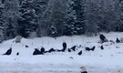 Unusual gathering of Bald Eagles in snowy mountains of British Columbia