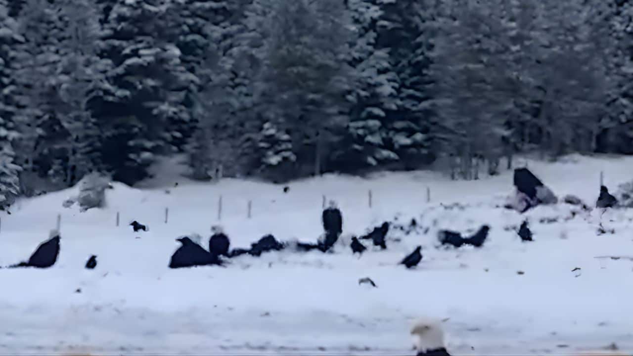 Unusual gathering of Bald Eagles in snowy mountains of British Columbia