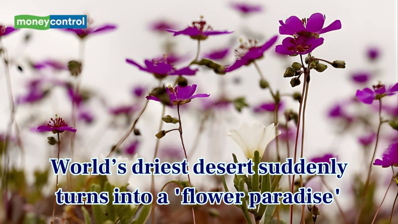 When the World’s driest desert suddenly turns into a "flower paradise"