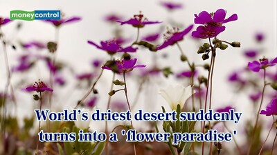 Rare bloom of wildflower in Atacama Desert (Image: Canva)