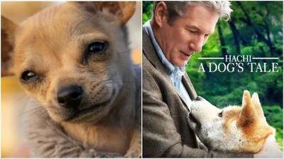 Animal welfare professionals assessed the dog’s condition and suggested that he may be experiencing emotional distress linked to his owner’s death. (Image credit: X, film poster)
