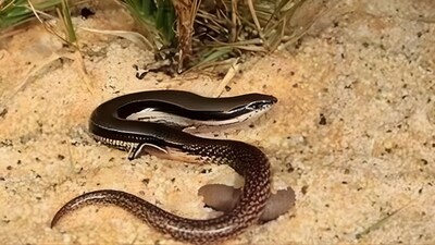 Lerista munuwajarlu, lizard with no arms. (Image: X/@ReferIndia)