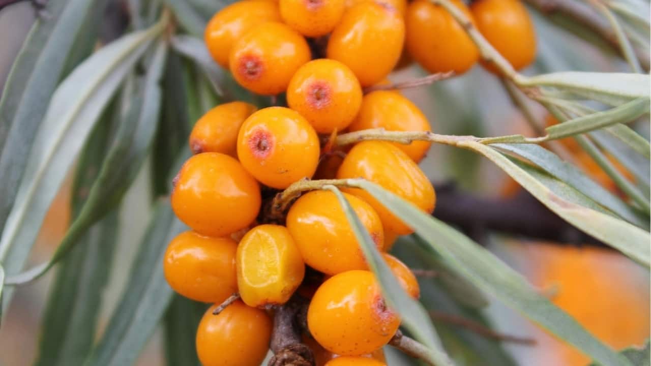 Health benefits of Sea Buckthorn, the Himalayan superfood PM Modi recommends youngsters must eat regularly