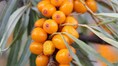 Health benefits of Sea Buckthorn, the Himalayan superfood PM Modi recommends youngsters must eat regularly