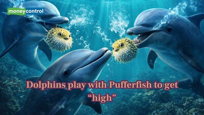 Dolphins play with Pufferfish to get "high" (Image: Canva)