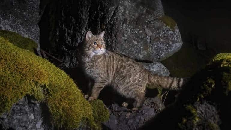 The “ghost cat” is actually the European wildcat. (Image: BBC/ Vladimír Čech Jr)