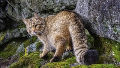 Ghost cat captured in Doupov mountains. (Image: BBC/Vladimír Čech Jr)