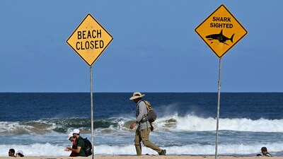 An average of 20 people were injured by sharks, and 2.8 killed, in Australia each year in the past decade, according to the Australian Shark-Incident Database from the Taronga Conservation Society Australia