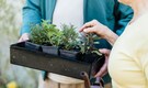 Gardening tips: From windowsill to wild bloom, a modern guide to sowing seeds in winter
