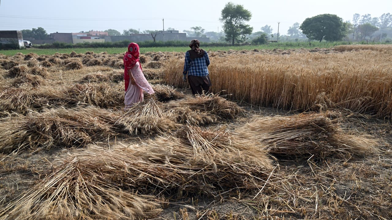India allows some exports of wheat products after three-year ban