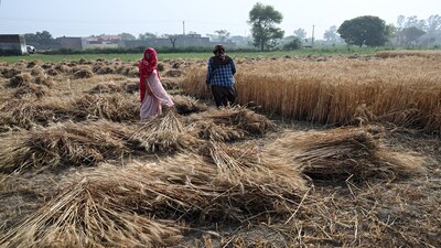After years of weak output, production rebounded in 2025 on favourable weather, but a late-February heat spike again this year raised concerns.

