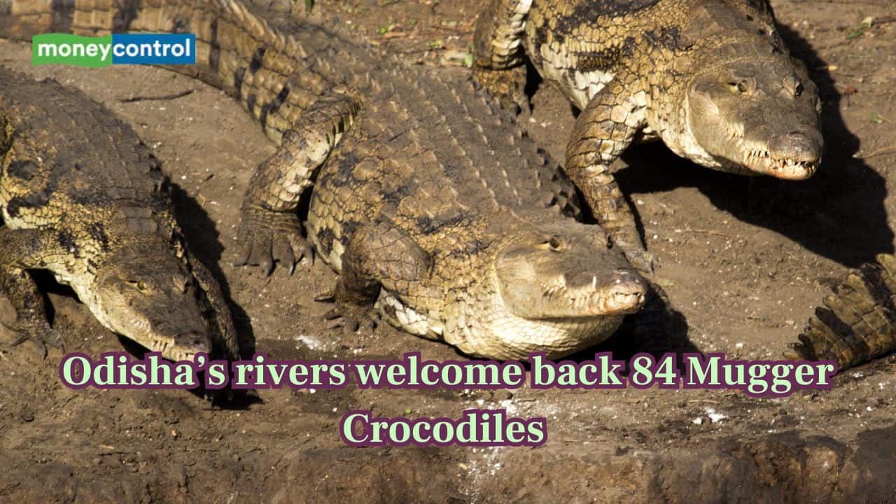 Crocodiles Comeback: Odisha’s rivers welcomed 84 crocodiles after conservation push