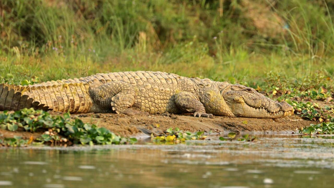 The survey covered Similipal National Park in northern Odisha state. (Image: Canva)